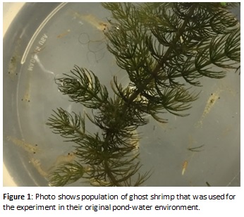 ghost shrimp figure 1