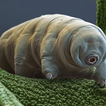 Water Bear or Tardigrade