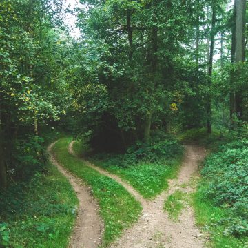 paths in a wood image