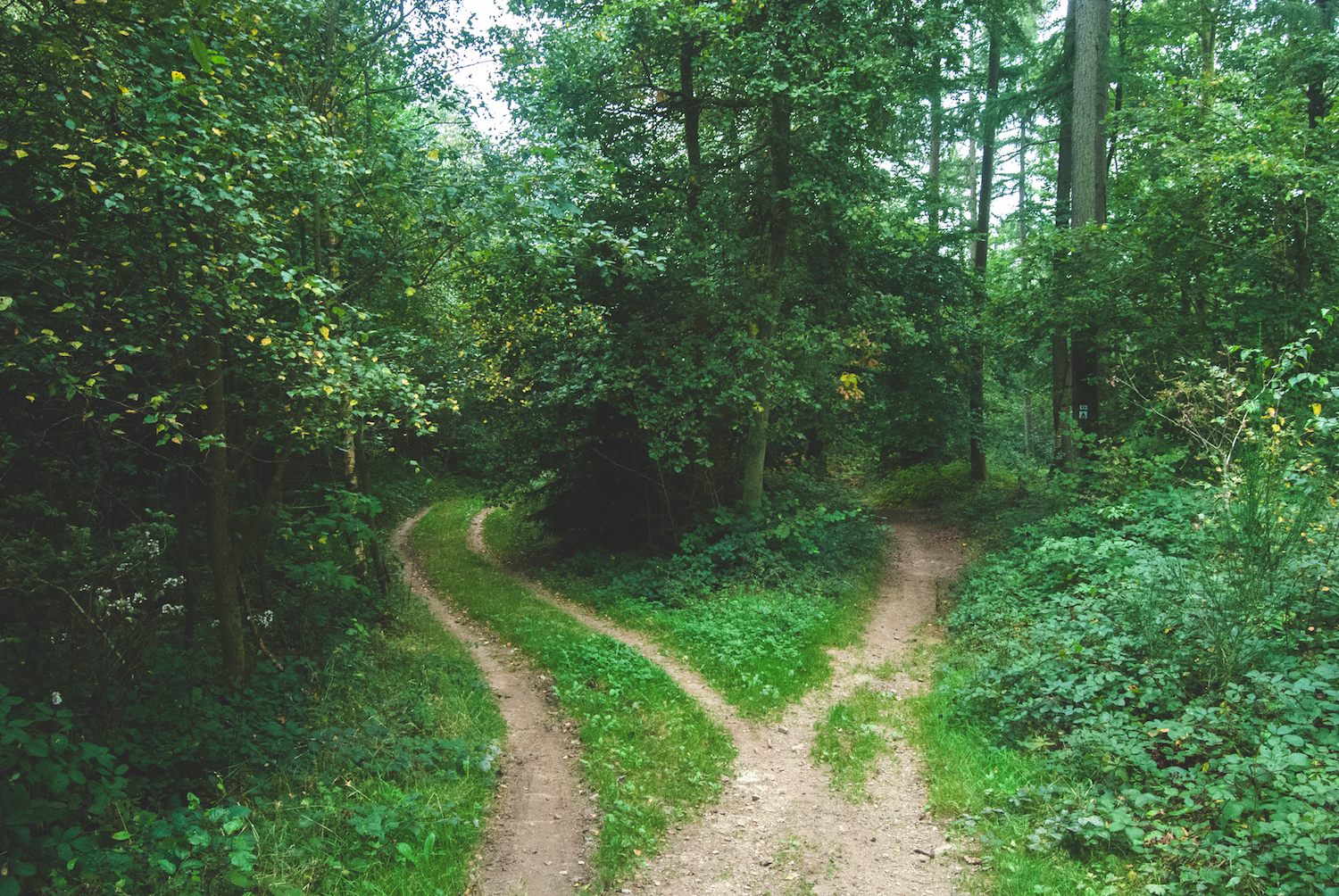 paths in a wood image
