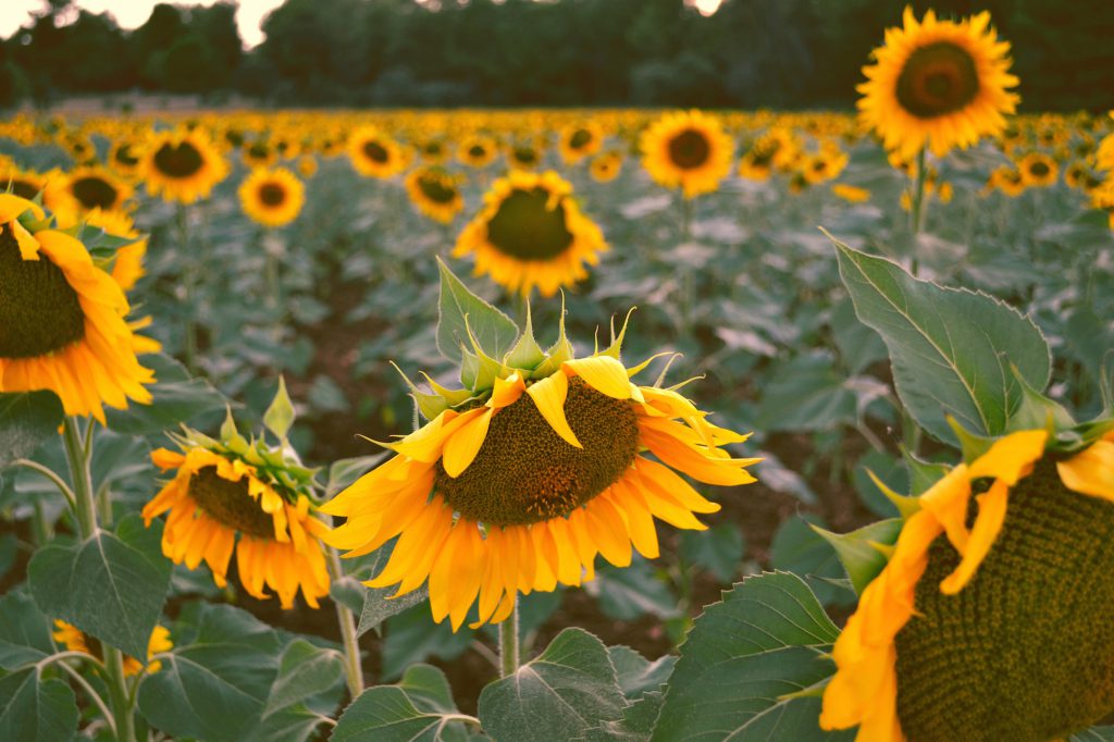 sunflower image, decorative