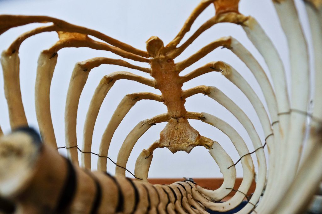 decorative image of spine