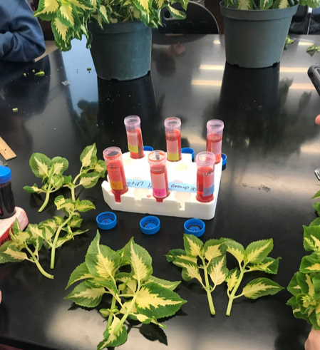 Photo 1: Coleus stems are cut and ready to be placed in the test tubes containing water with varying pH levels.