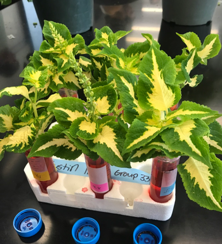 Photo 2: Two stems are placed in each test tube to account for two trials of data.