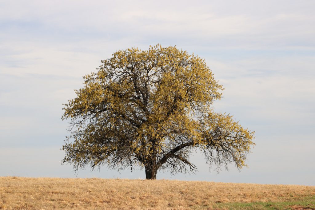 tree in Oklahoma