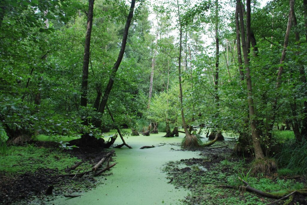 green swamp