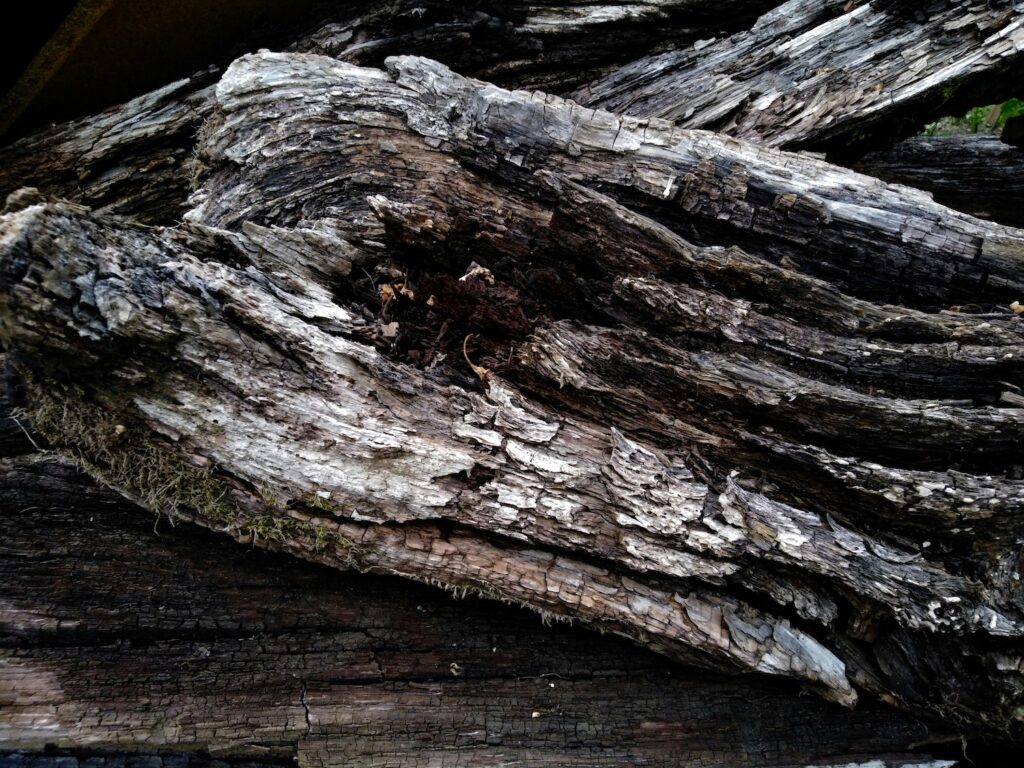 rotting wood close-up
