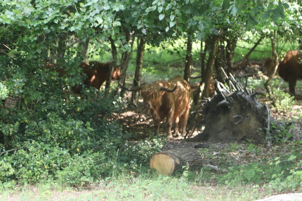 animals in woods