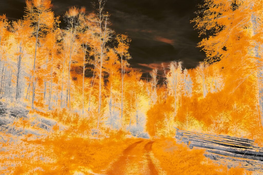 fire in woods, orange trees