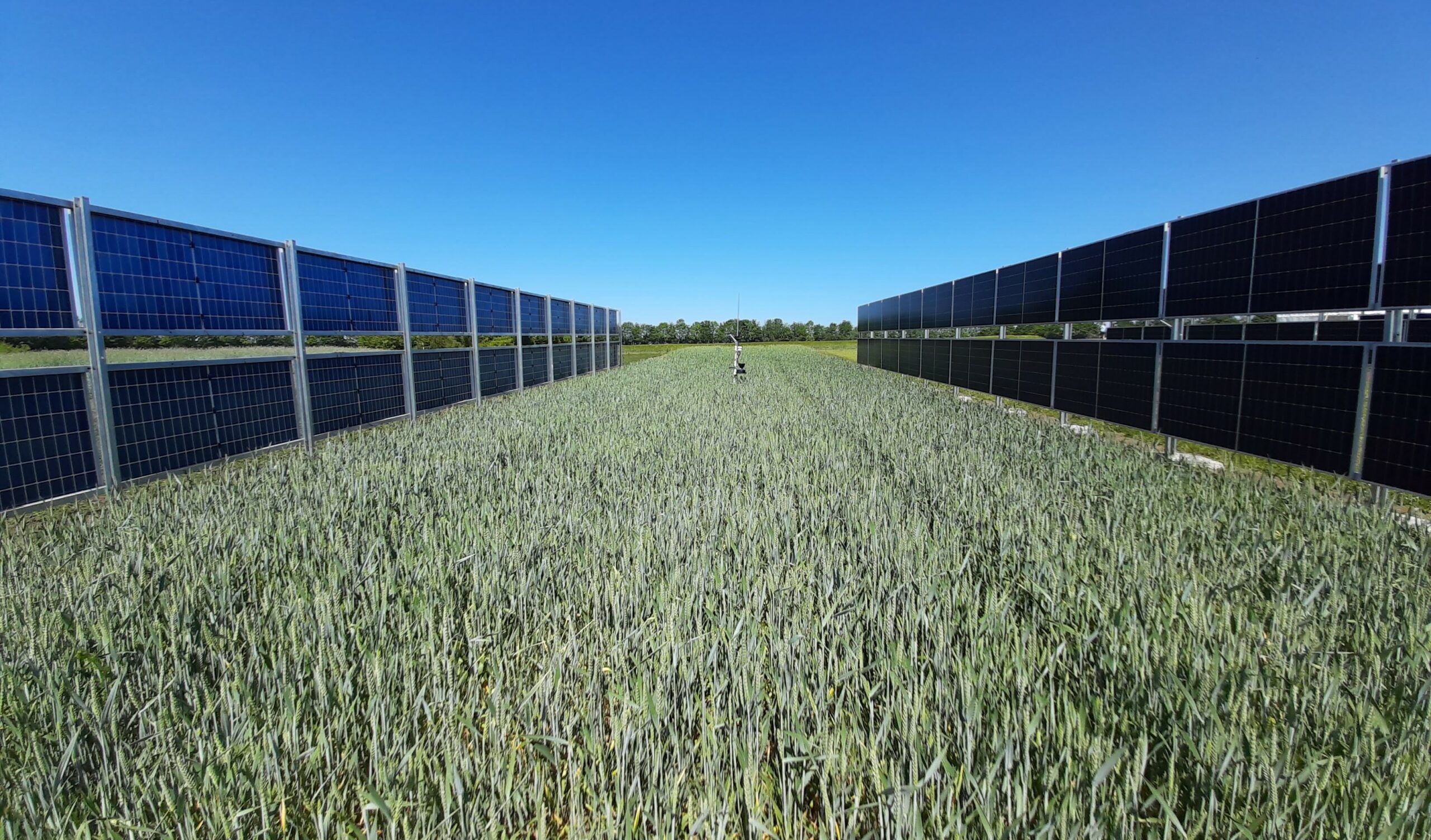 Agrivoltaic installation Foulum